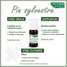 Phytosun Pin Sylvestre - 5 ml